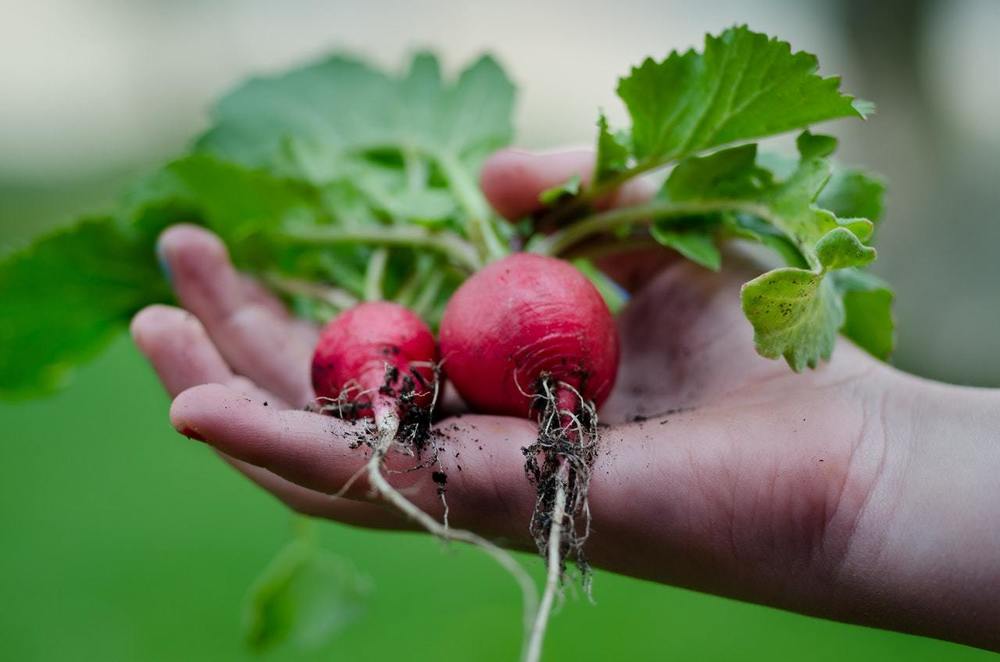 Photo of a hand holding radishes
